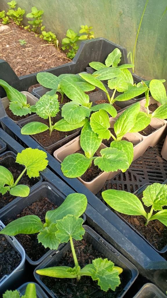 Courgette plantjes, Ophalen, Volle zon, Groenteplanten, Eenjarig