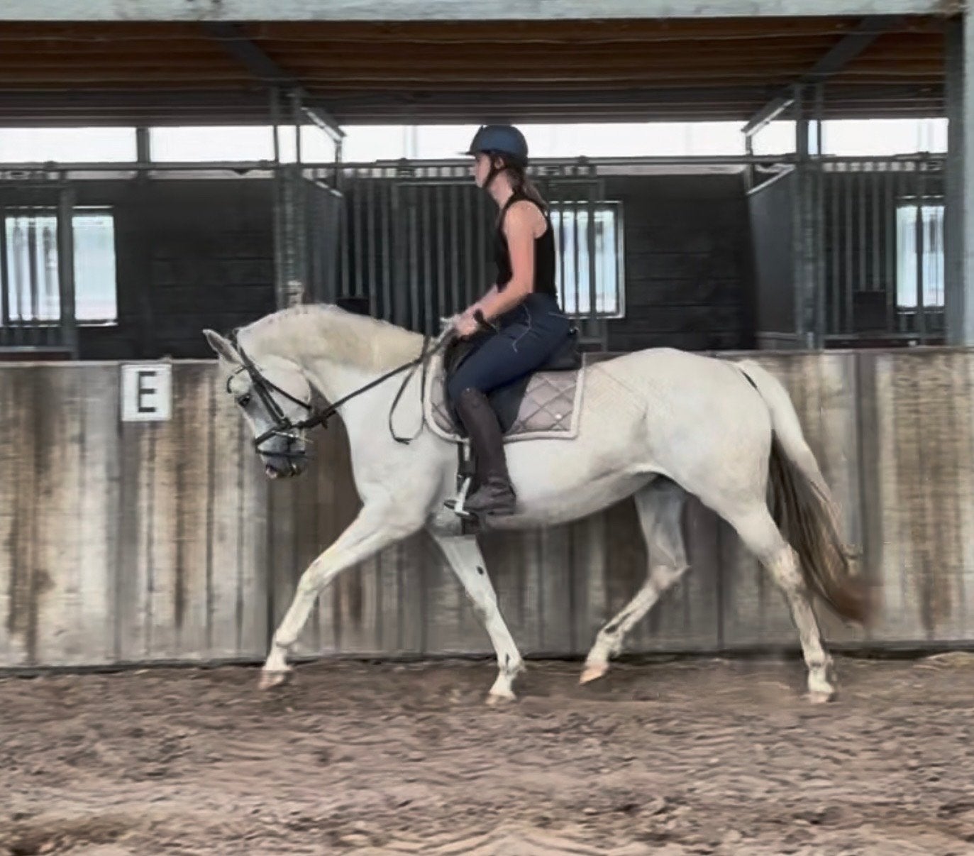 Knappe palomino, Merrie, Met stamboom, B, Dressuurpaard