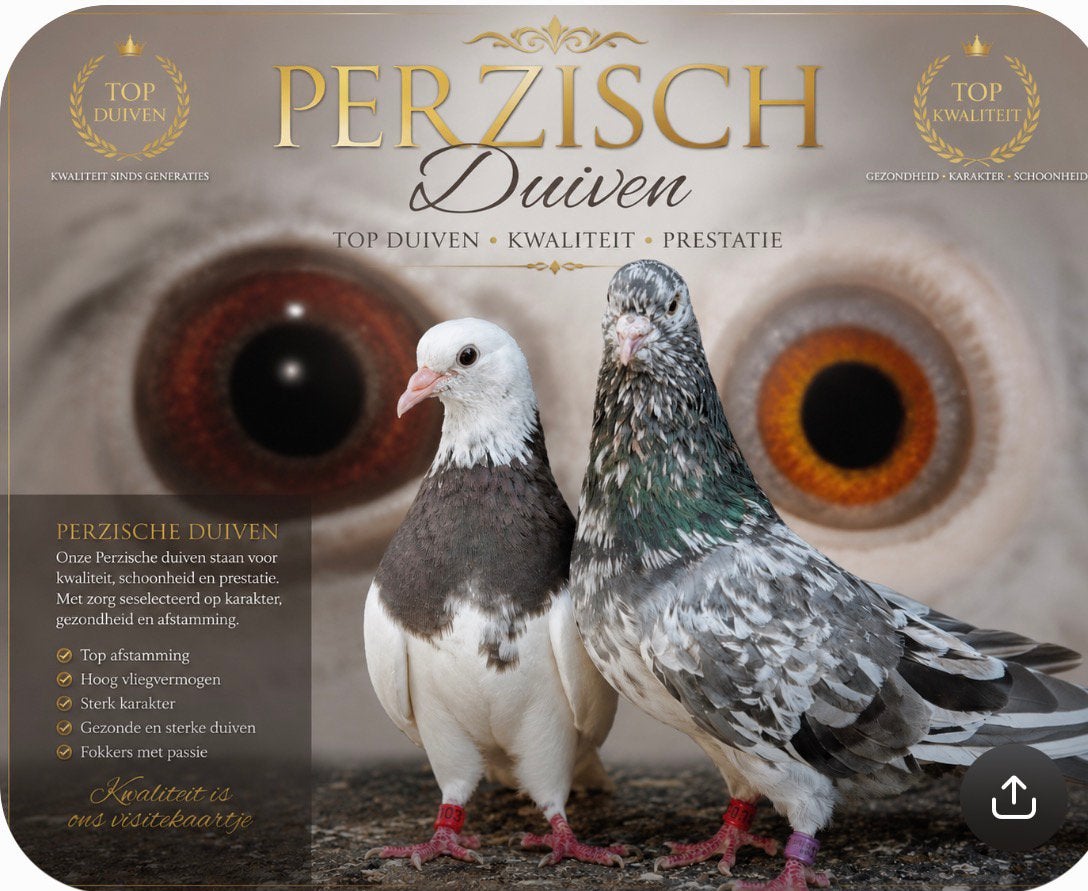 Top koppel perzische duiven, Dieren en Toebehoren, Meerdere dieren, Overige soorten
