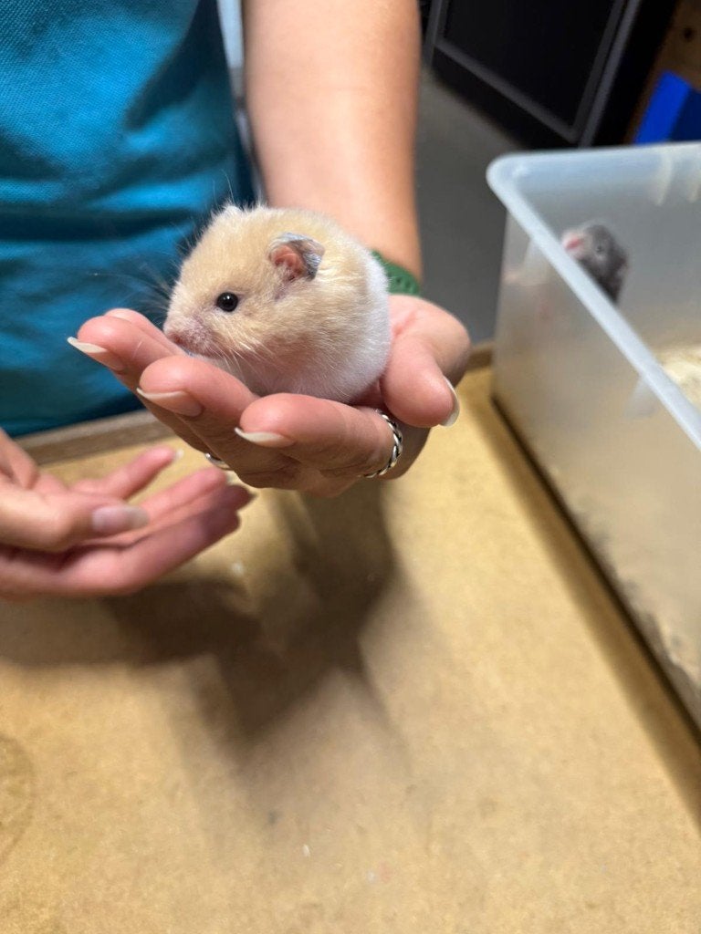 Te koop lieve jonge goudhamsters / Syrisch hamsters, Dieren en Toebehoren, Knaagdieren, Hamster, Vrouwelijk, Mei, Tam