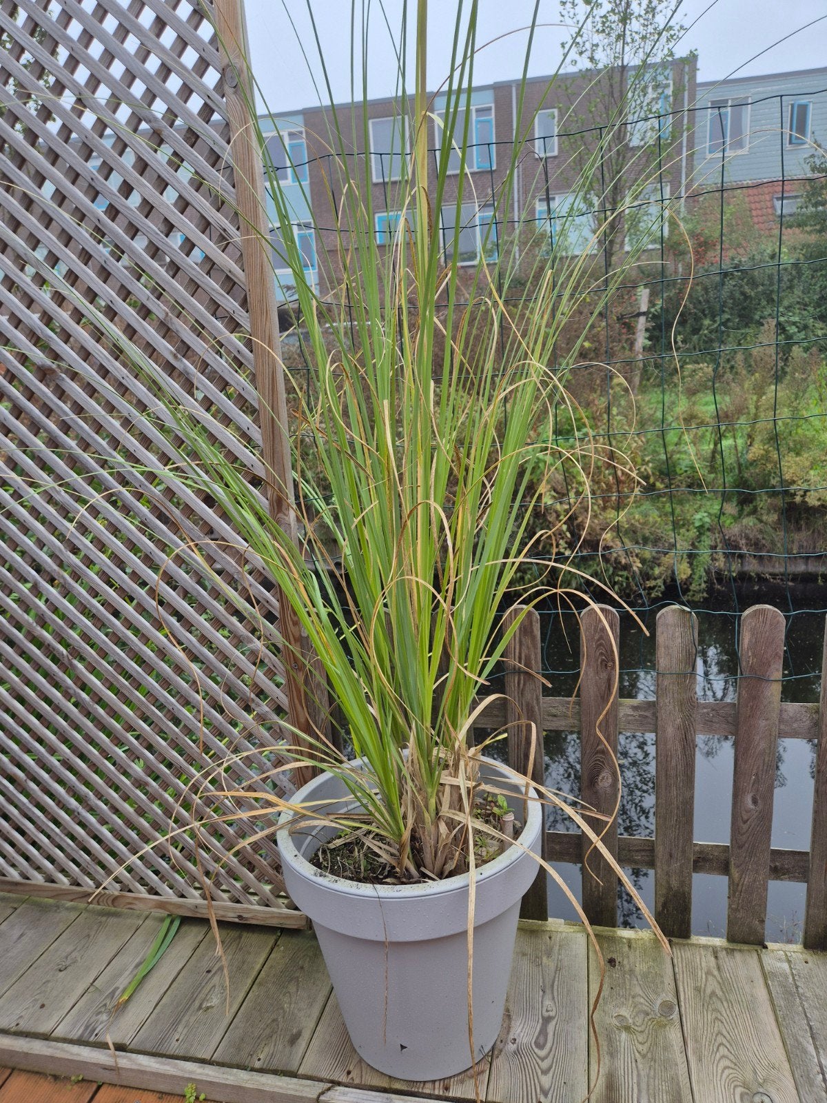 Diverse planten in pot en beelden enz, Tuin en Terras, Ophalen, Vaste plant, Overige soorten, Volle zon