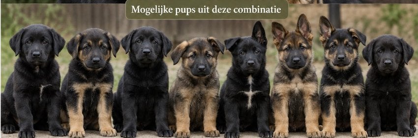 Pups zwarte labrador x herder. Verwacht rond 19 oktober, 8 tot 15 weken, Groot, Meerdere, Meerdere dieren