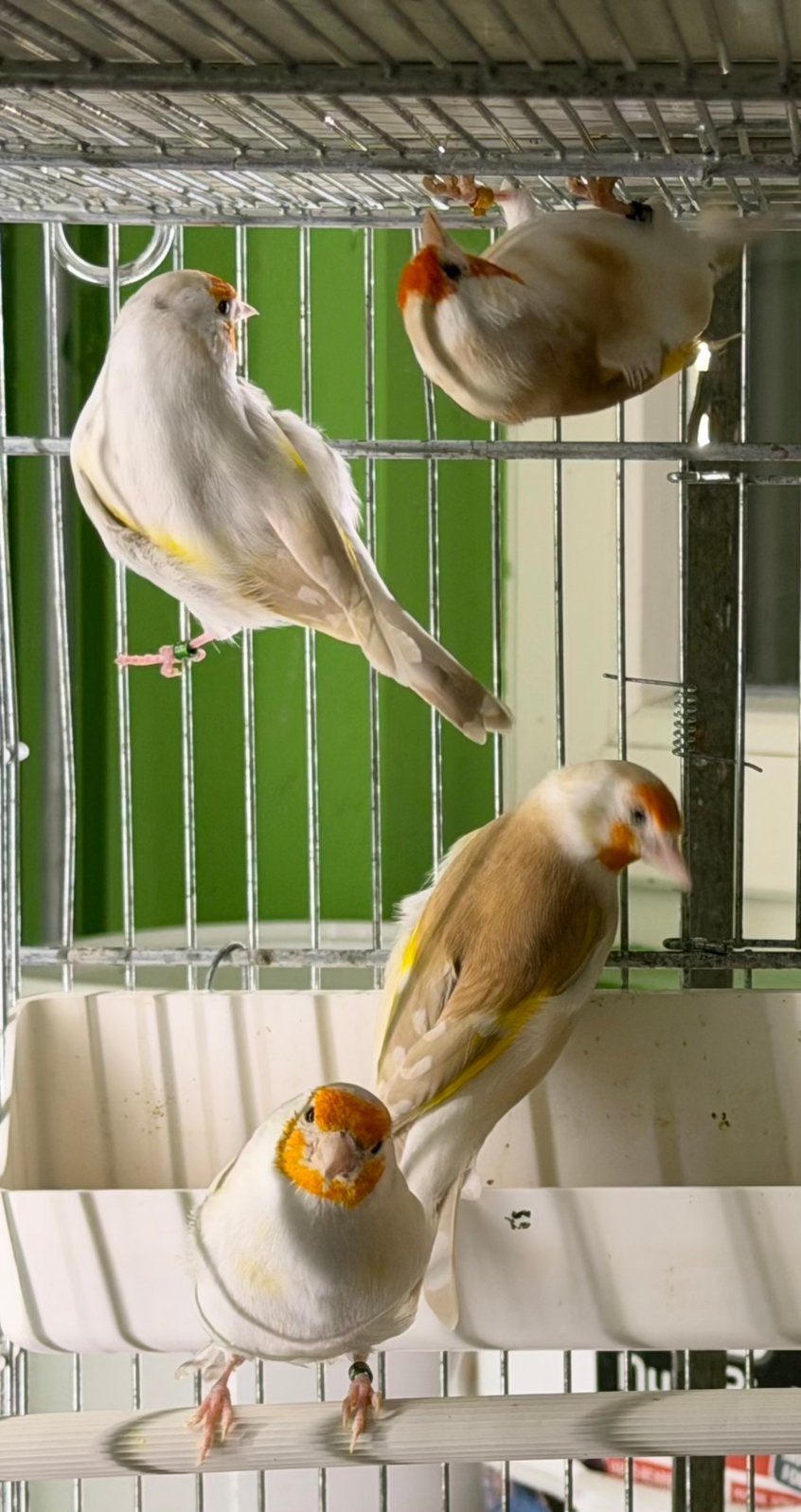 Major Putters Poppen 2026 Geringd, Dieren en Toebehoren, Vrouwelijk, Wildzangvogel, Geringd
