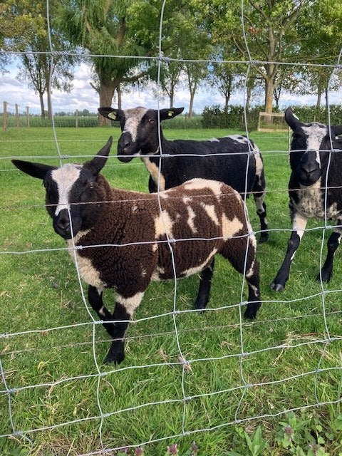 Bonte schapen en ramlammeren, Dieren en Toebehoren, Meerdere dieren, Schaap, 0 tot 2 jaar
