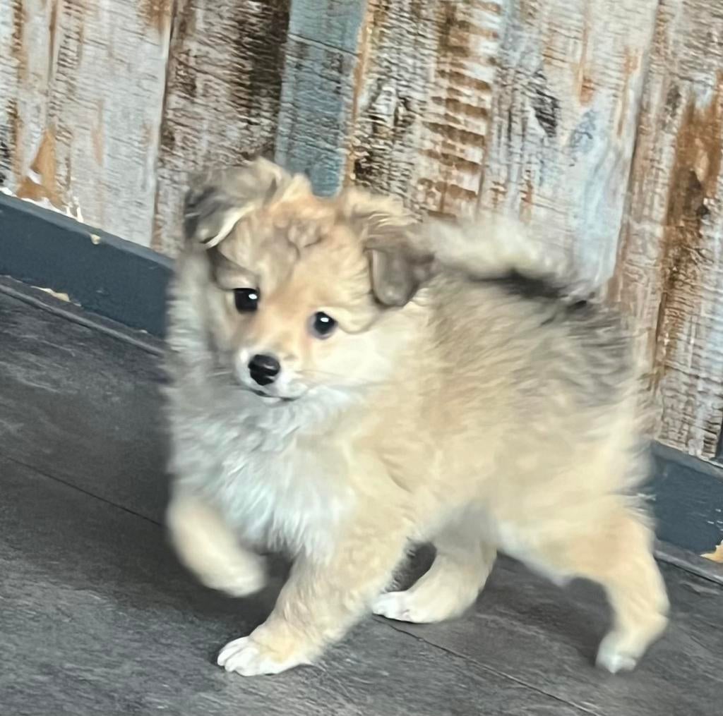 maltipoo x pomeriaan 🐶 nog 2 reutjes 🩵🩵 mogen verhuizen, Dieren en Toebehoren, Parvo, Overige rassen, 8 tot 15 weken, Meerdere