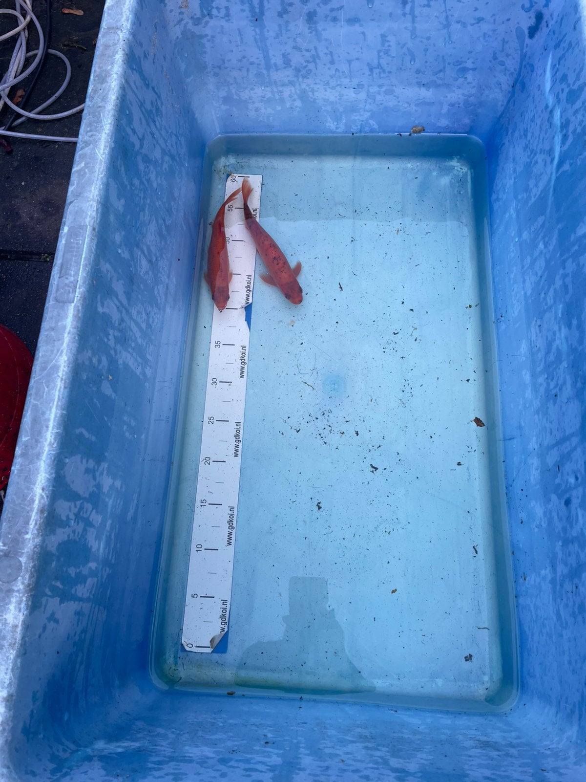 2 goudwindes 20 cm, Dieren en Toebehoren, Karper of Koi
