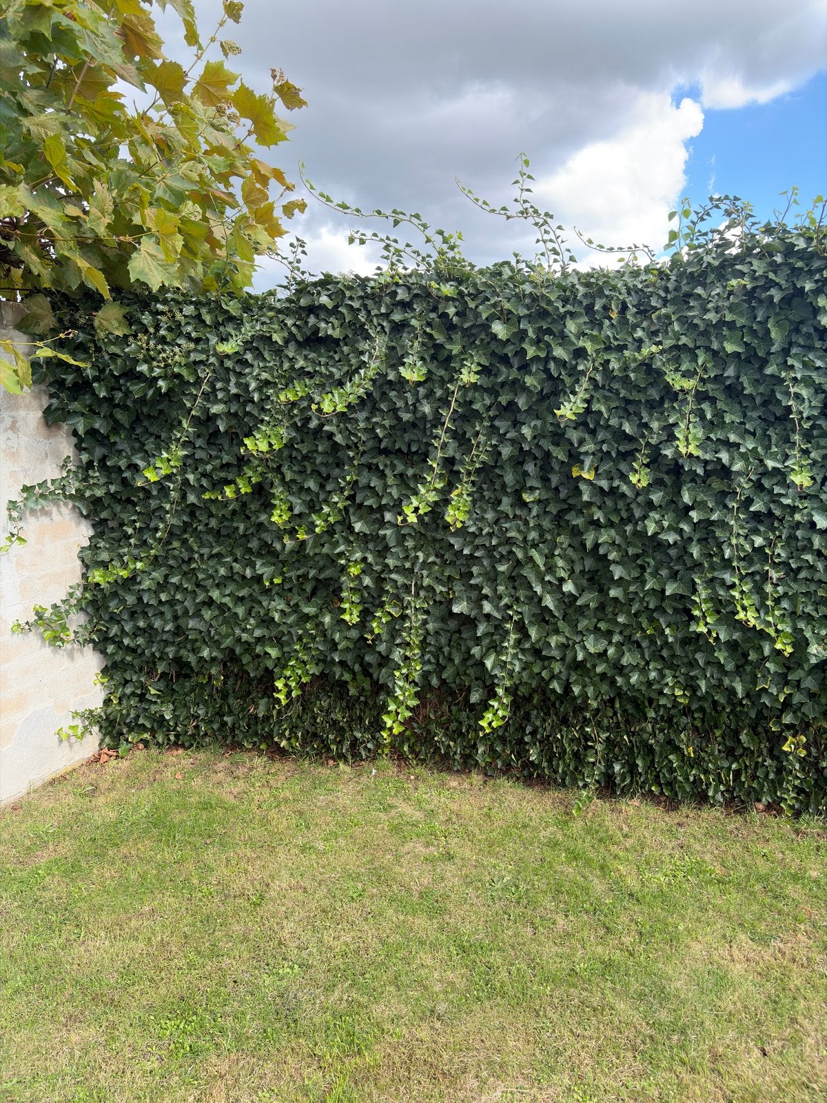 Klimop (Hedera helix) incl hekwerk, Ophalen, Vaste plant, Bloeit niet, Halfschaduw