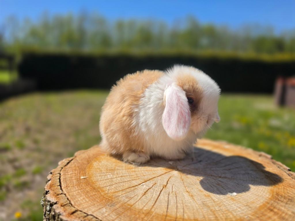 Raszuiver minilop konijntje, Dieren en Toebehoren, Konijnen, Dwerg, Meerdere dieren, 0 tot 2 jaar, Hangoor