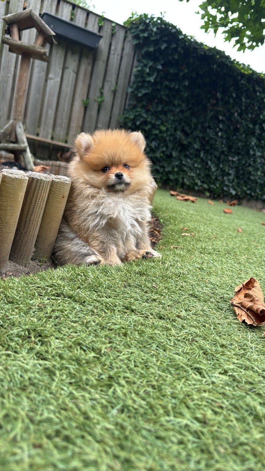 pomeriaan pups, Dieren en Toebehoren, Particulier, 15 weken tot 1 jaar, Overige rassen, Buitenland