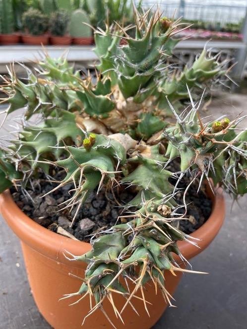 Caudex plant  Euphorbia Tortirama zeldzaam Transvaal ZA, Overige soorten, Ophalen of Verzenden, In pot, Minder dan 100 cm