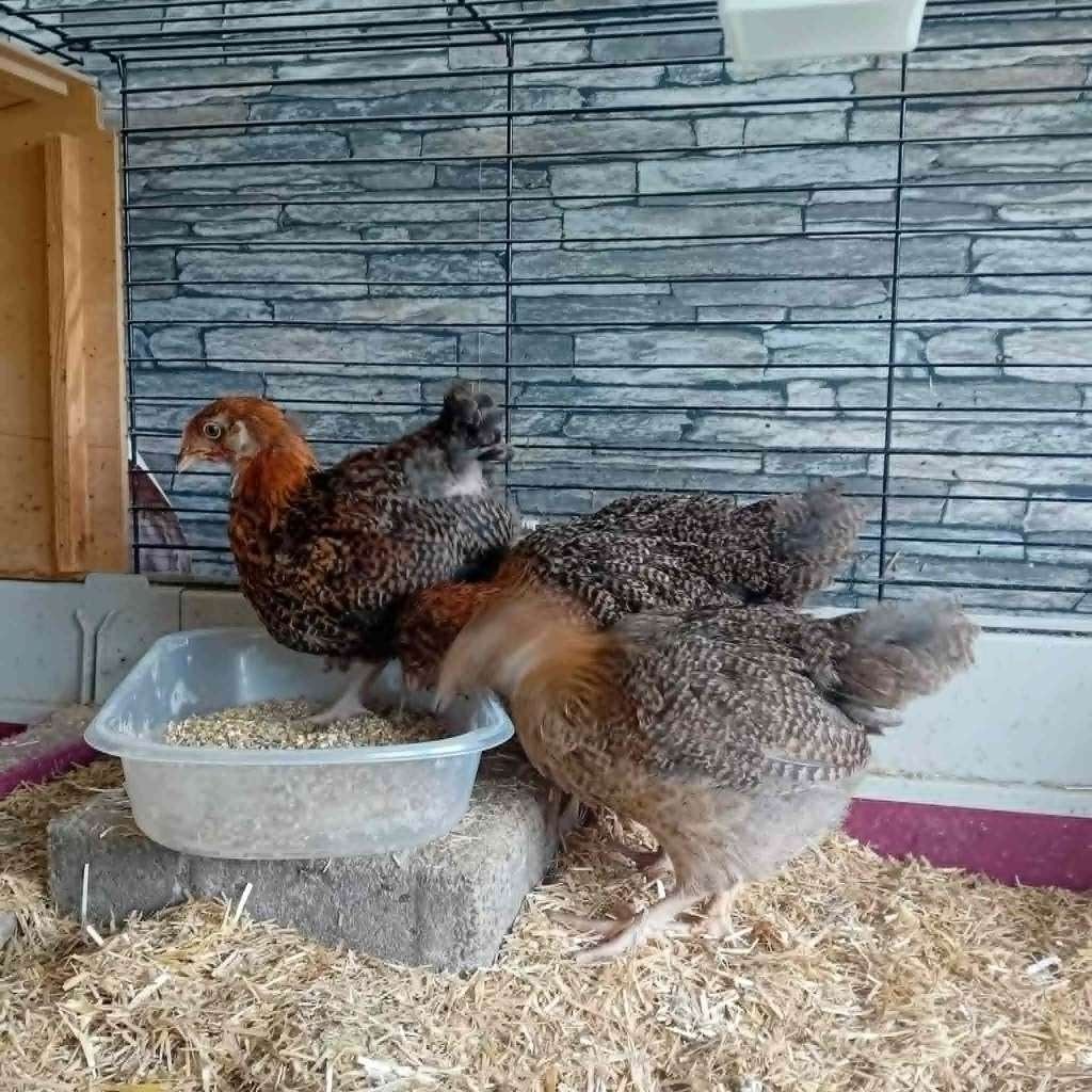 Prachtig trio Orpington Groot – Meerzomig Goudpatrijs, Dieren en Toebehoren, Pluimvee, Meerdere dieren, Kip