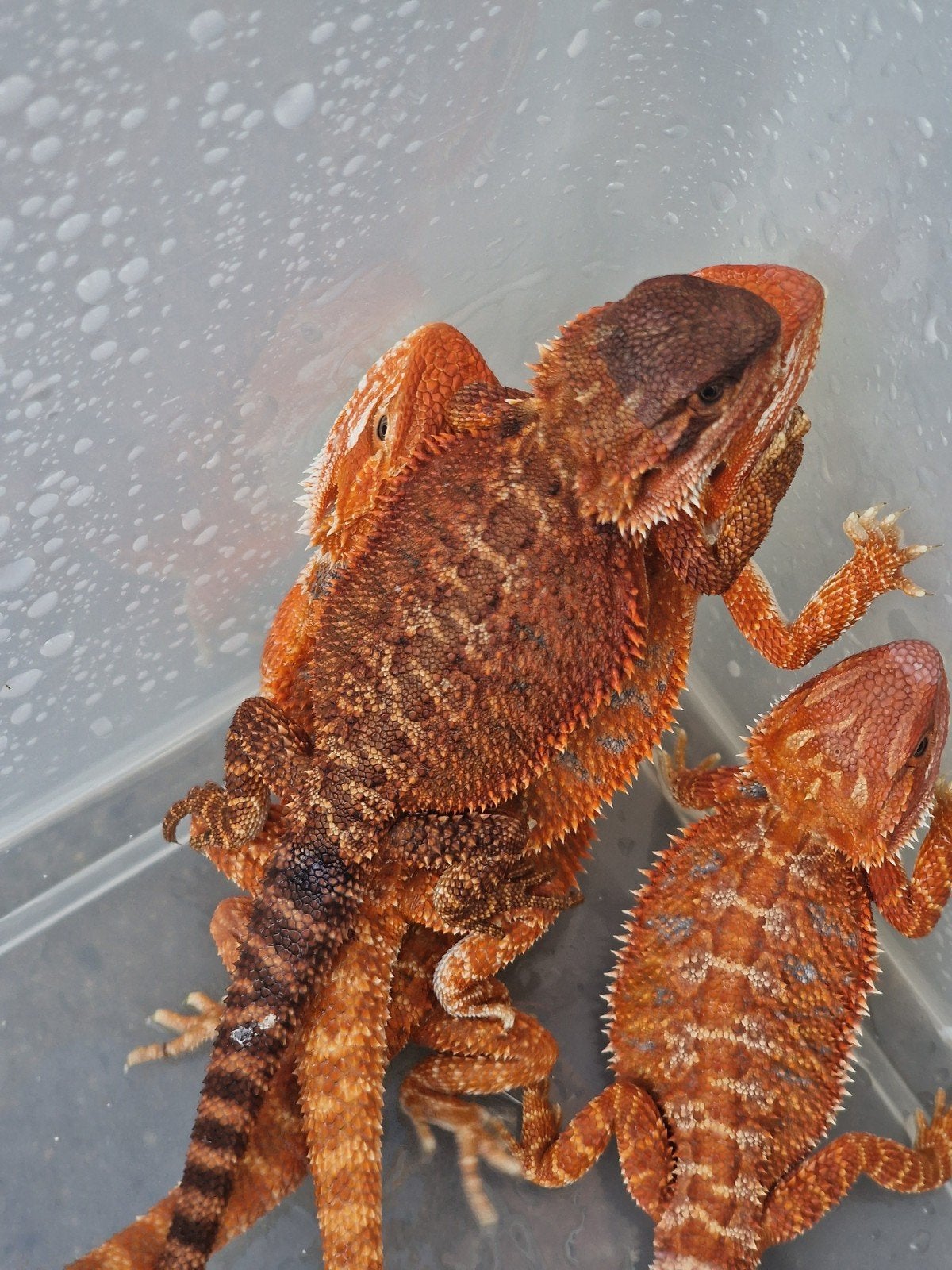 RED MONSTER BAARDAGAAM NAKWEEK, Hagedis, Tam, 0 tot 2 jaar