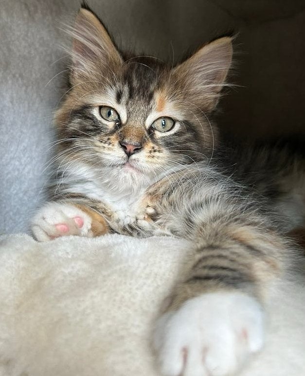 Maine Coon poesje mag verhuizen, Poes, Ontwormd, 0 tot 2 jaar