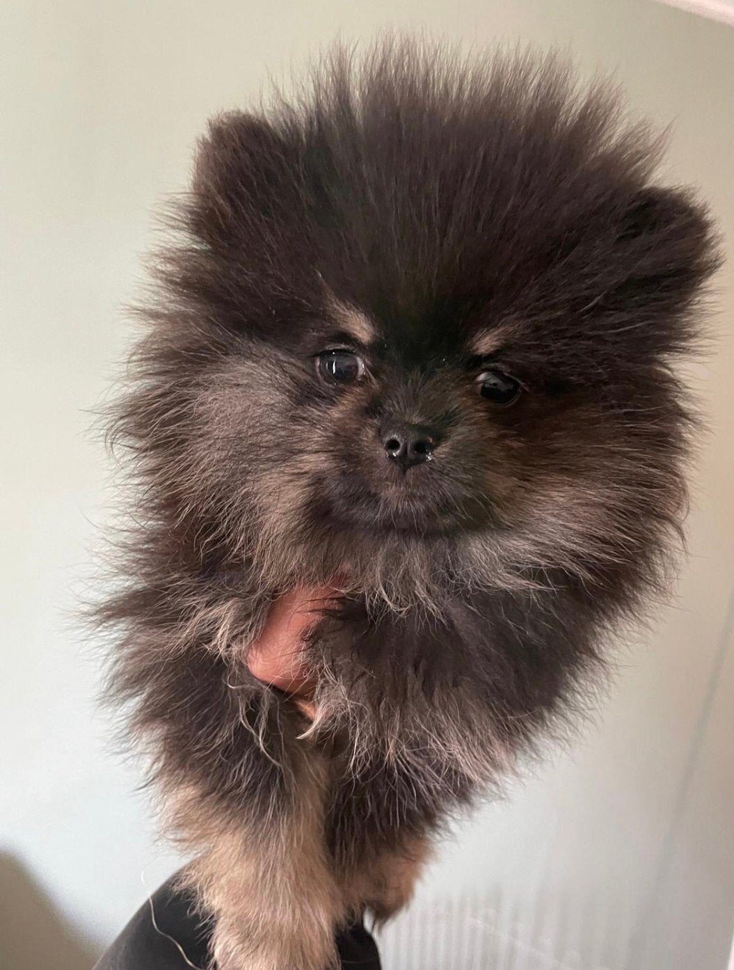 Pomeriaan Puppy Teefje Reutjes, Dieren en Toebehoren, Particulier, Keeshond, 15 weken tot 1 jaar, Reu
