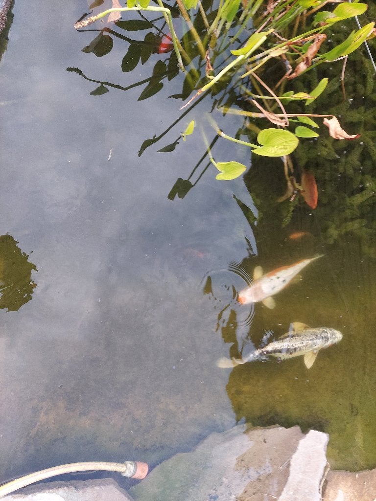2 Koi 30-35 cm, Dieren en Toebehoren, Vissen | Vijvervissen, Karper of Koi
