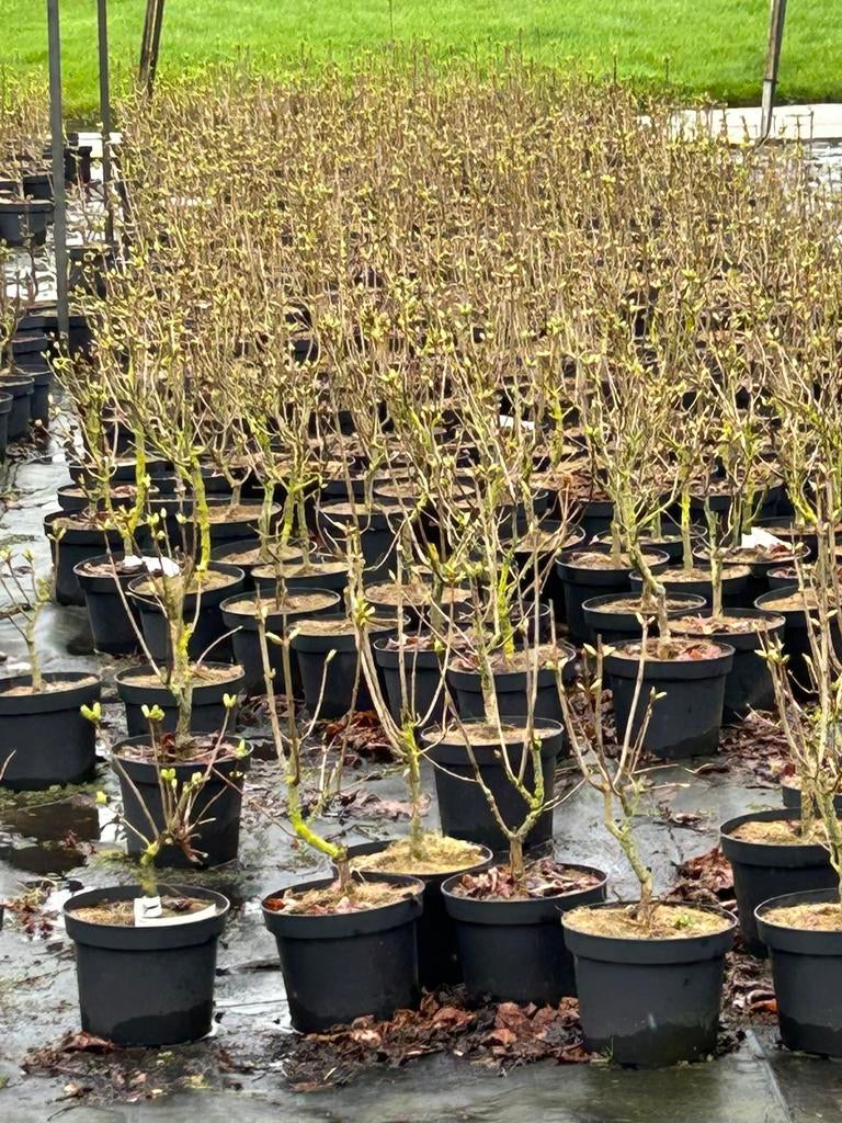 Syringa Belle de Nancy - Sering in 5L pot, Tuin en Terras, Planten | Struiken en Hagen, Ophalen, Overige soorten, Struik, Minder dan 100 cm