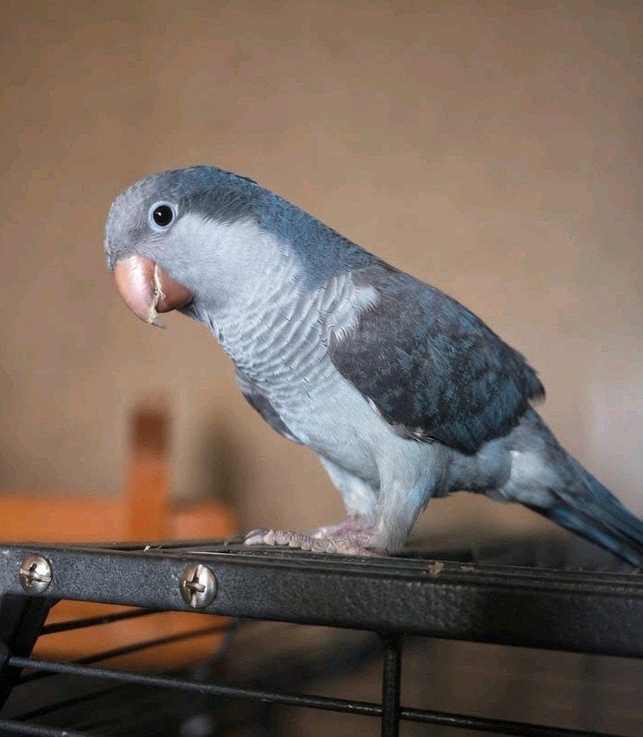 Lumi (Ter adoptie), Dieren en Toebehoren, Vogels | Parkieten en Papegaaien, Mannelijk, Papegaai