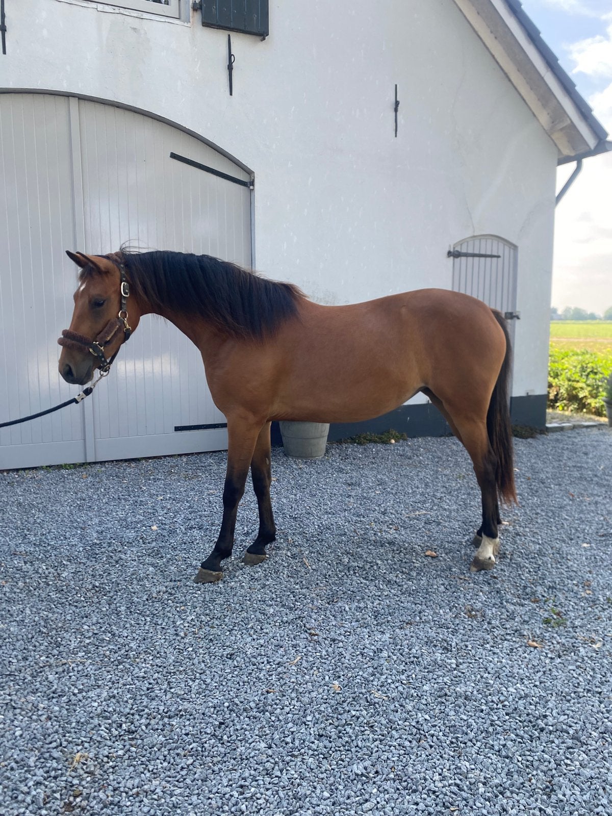 2 jarige nfx merrie new forest x kwpn, Dieren en Toebehoren, Met stamboom, Dressuurpony, Niet van toepassing, 0 tot 2 jaar