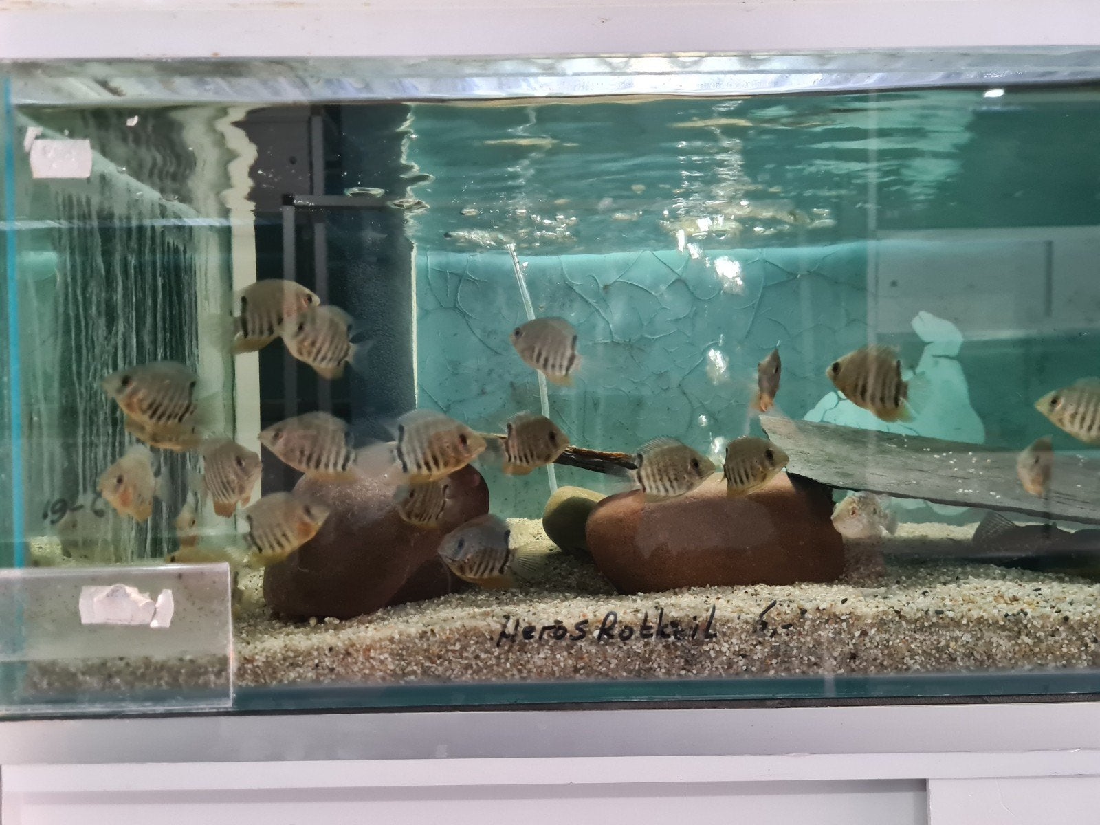 Heros Rotkeil Cichliden, Dieren en Toebehoren, Vis, Zoetwatervis