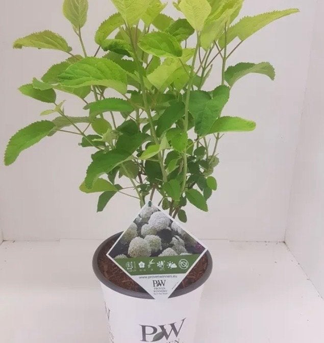 Hortensia Strong Annabelle - Sterke en bloeirijke plant, Volle zon, Vaste plant, Zomer, Ophalen