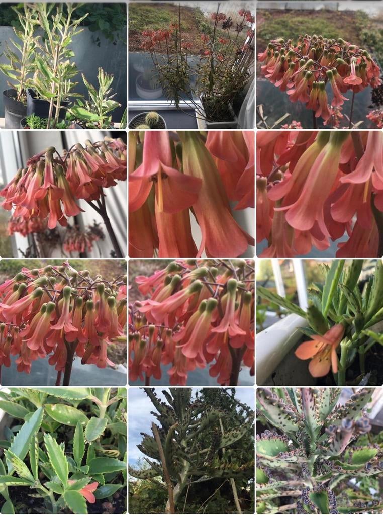Biologische bloeiende planten Kalanchoe de Mallorca, Huis en Inrichting, Kamerplanten, Ophalen of Verzenden, Halfschaduw, Minder dan 100 cm
