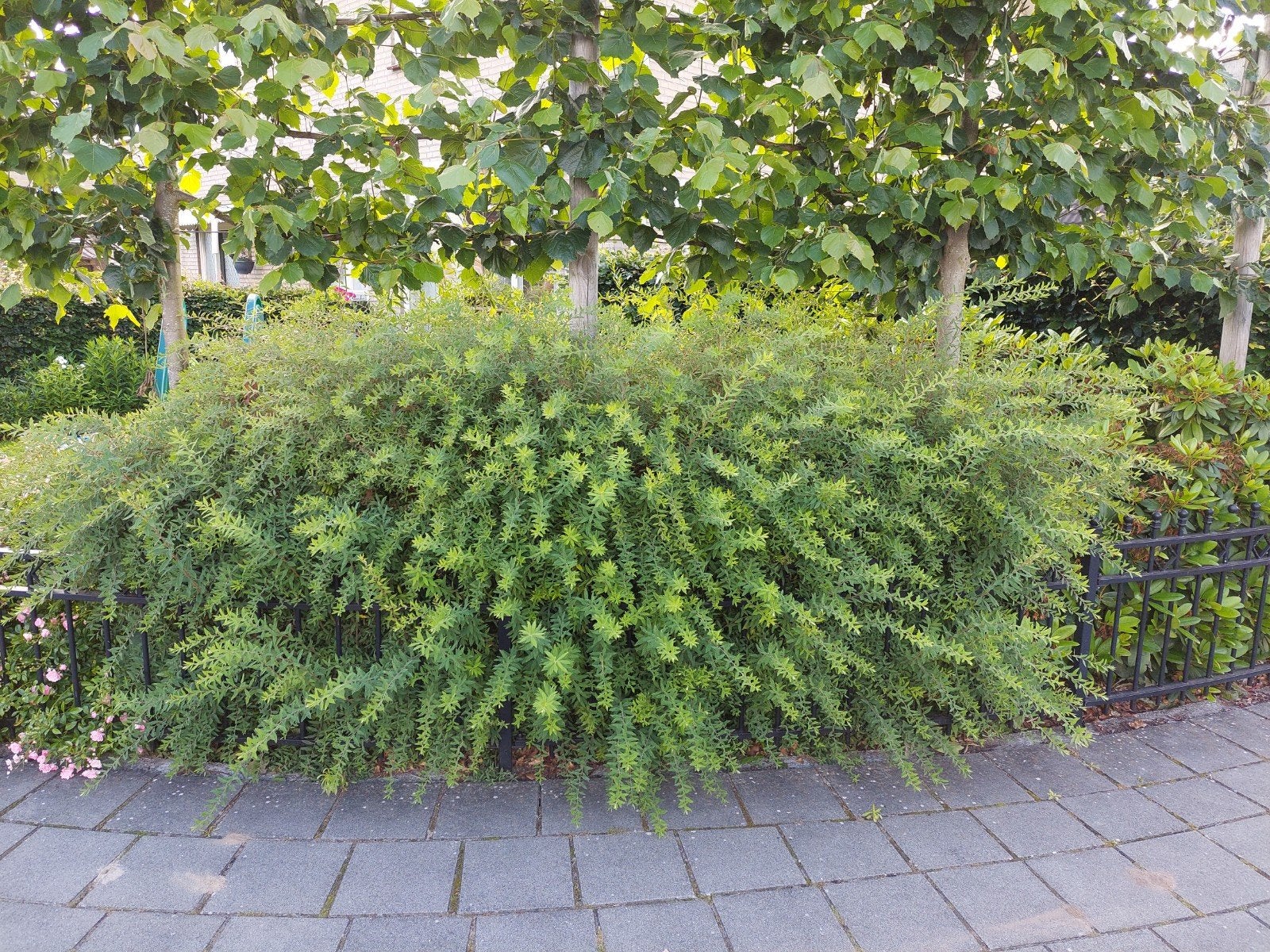 Spirea struiken - 3 stuks, recent gesnoeid, Ophalen, Overige soorten, Struik, 100 tot 250 cm