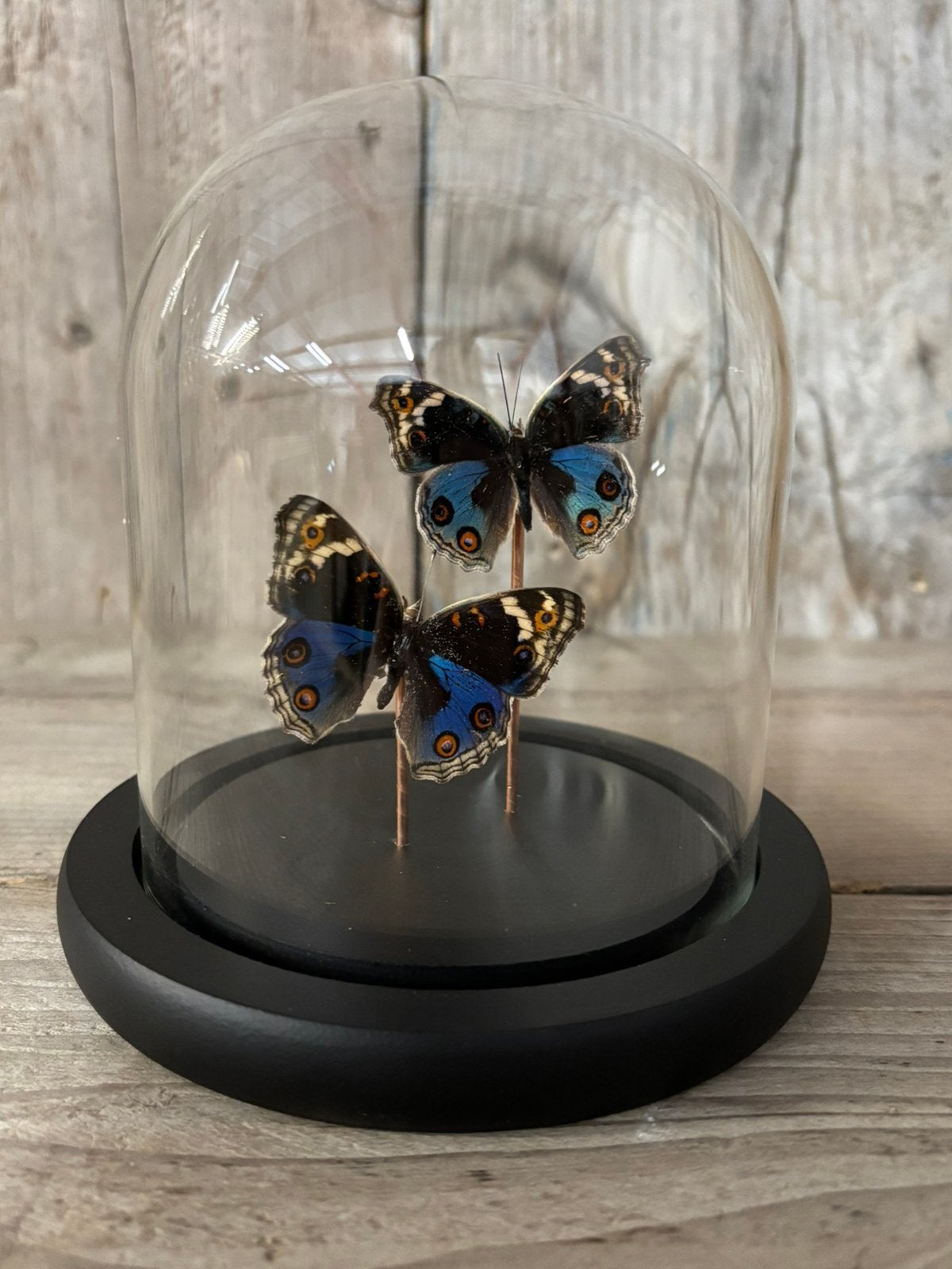 Mooi stolpje met twee opgezette Blauwe diadeemvlinders!, Verzamelen, Ophalen of Verzenden, Nieuw, Insect, Opgezet dier