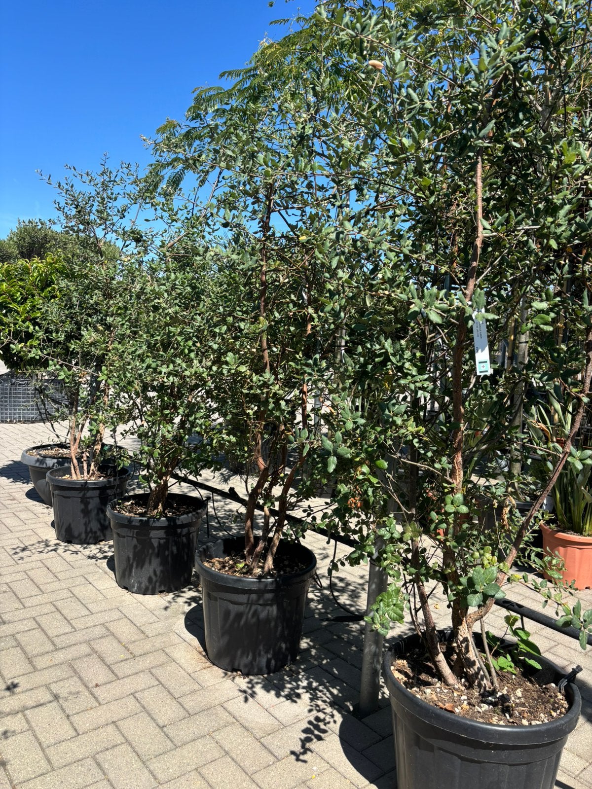 Meerstammige kurkeik - Quercus suber, Tuin en Terras, Bloeit niet, Overige soorten, 100 tot 250 cm, Ophalen
