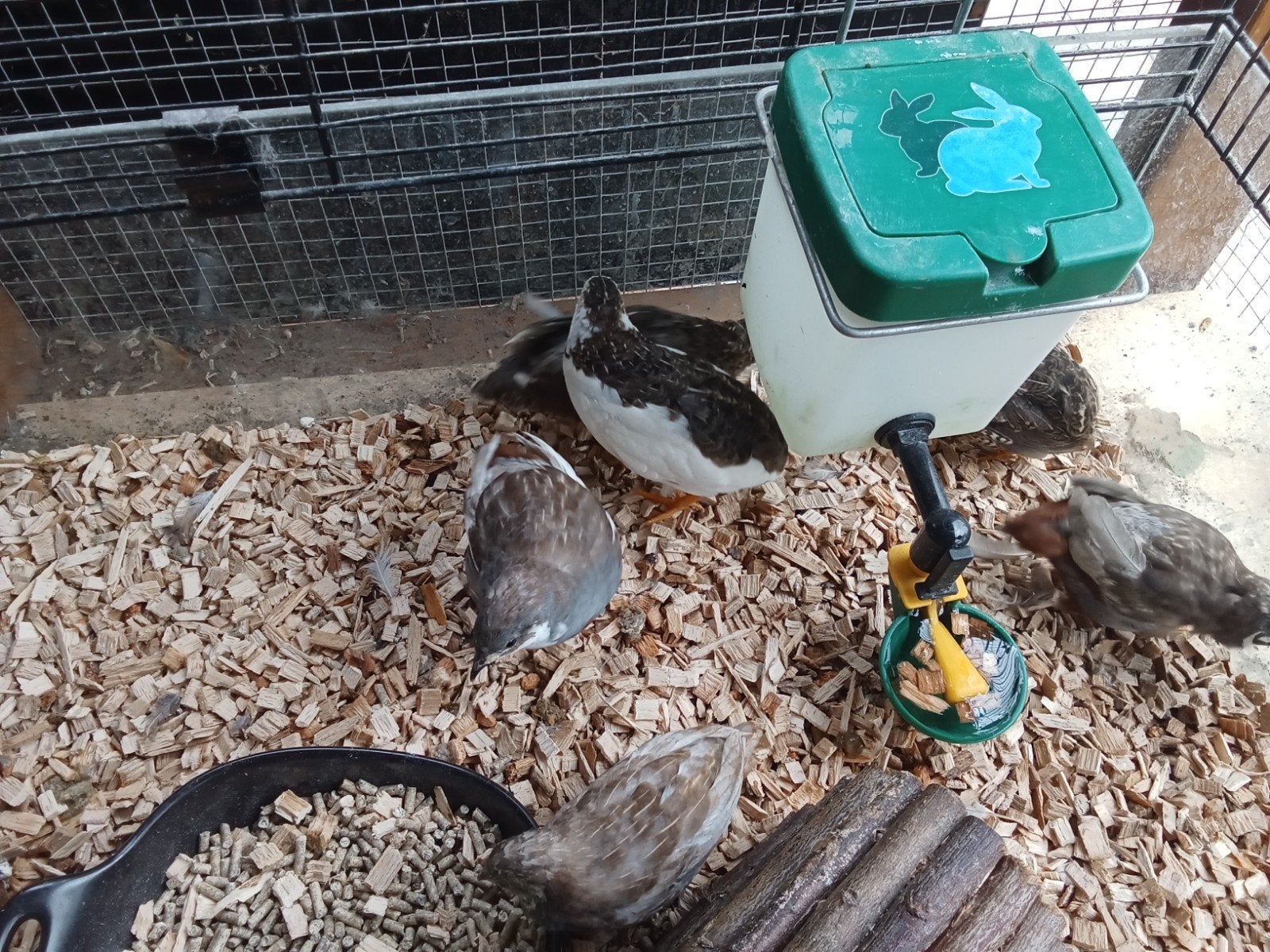 Chinese dwerg kwartels natuurbroed 7 stuks, Dieren en Toebehoren, Vogels | Overige Vogels, Meerdere dieren, Tropenvogel