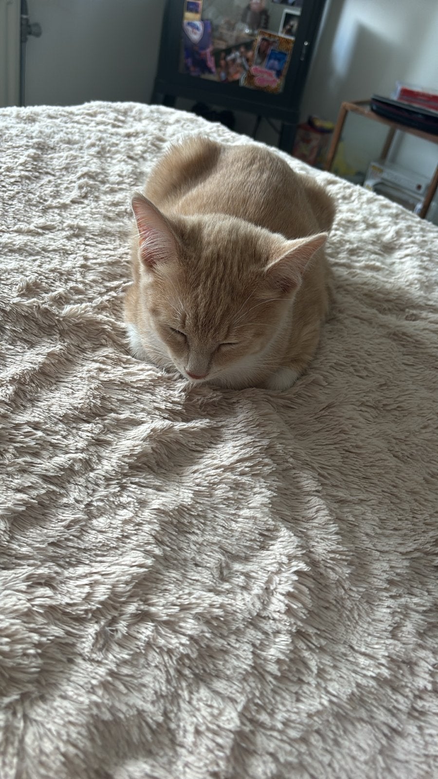 Goed tehuis gezoch met ruimte om naar buiten te gaan, Dieren en Toebehoren, Kater
