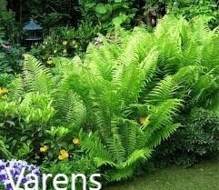 Varens, Tuin en Terras, Planten | Tuinplanten, Ophalen, Vaste plant, Varens, Bloeit niet