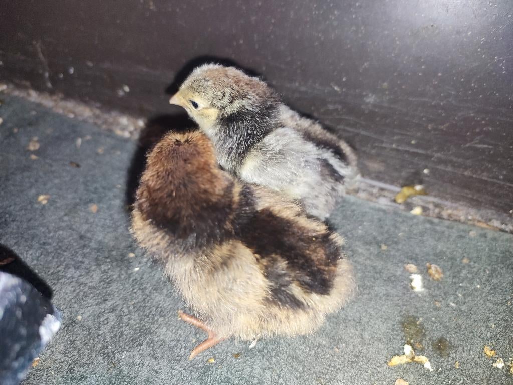 Wyandotte kriel kuikens diverse kleuren, Dieren en Toebehoren, Pluimvee, Kip, Geslacht onbekend