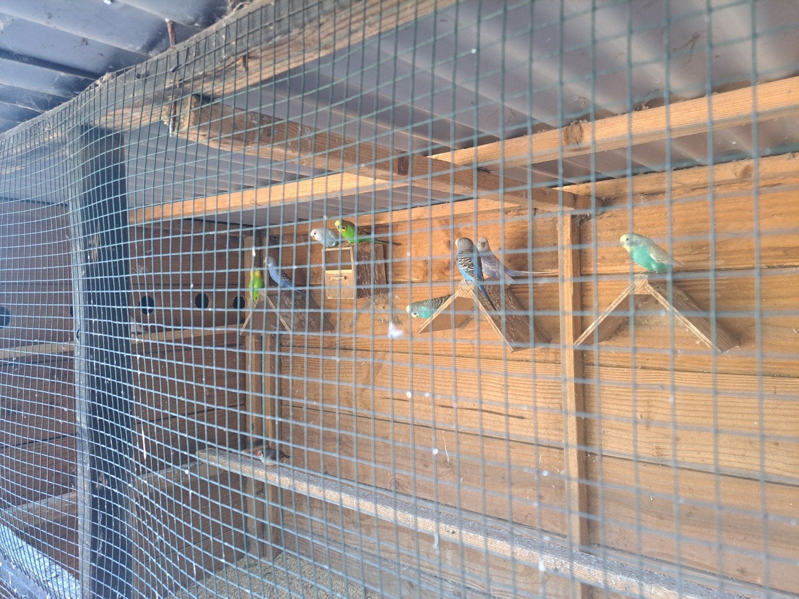 Grasparkieten in 1 koop, Dieren en Toebehoren, Vogels | Parkieten en Papegaaien, Meerdere dieren, Parkiet
