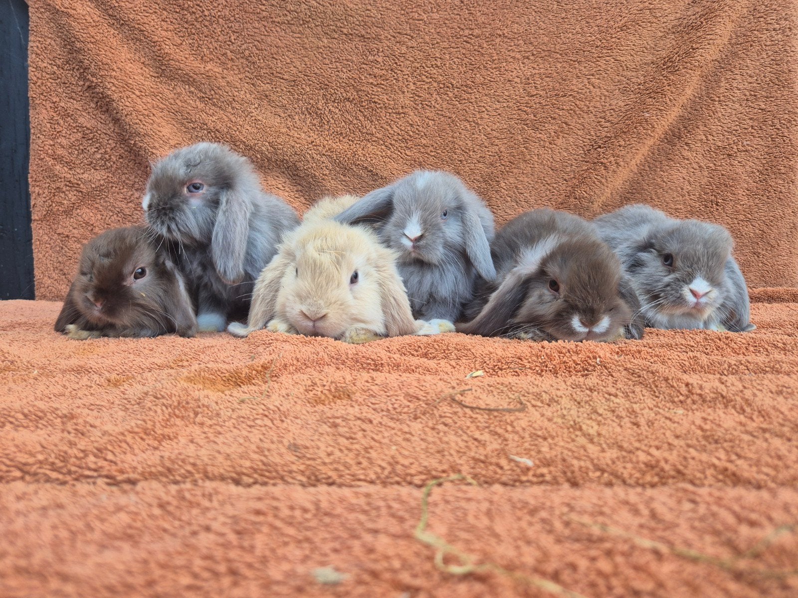 Lieve NHD konijntjes van fokker koppel gecastreerd lief tam, Dieren en Toebehoren, Konijnen, Meerdere dieren, Dwerg, Hangoor