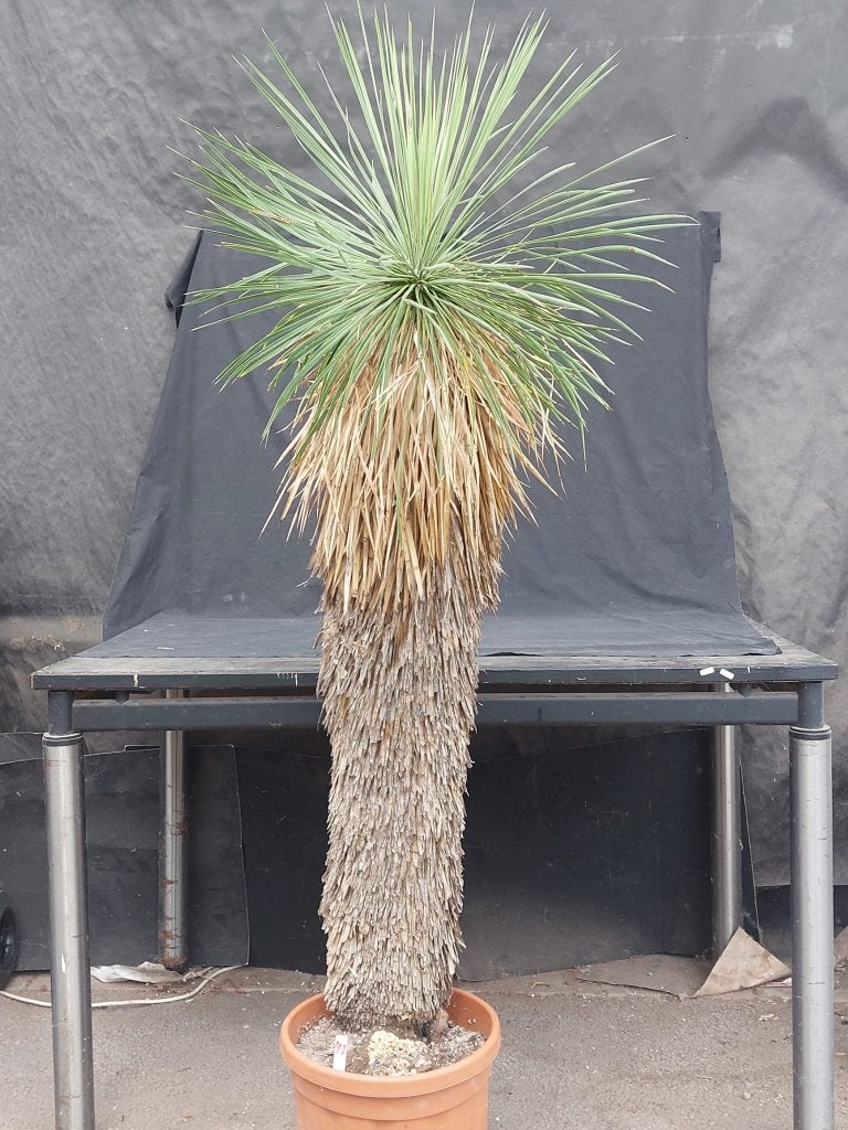 Yucca linearifolia ssp. Galeana 21, 155 cm, stam 110 cm, Ophalen of Verzenden, Vaste plant, Overige soorten, Volle zon