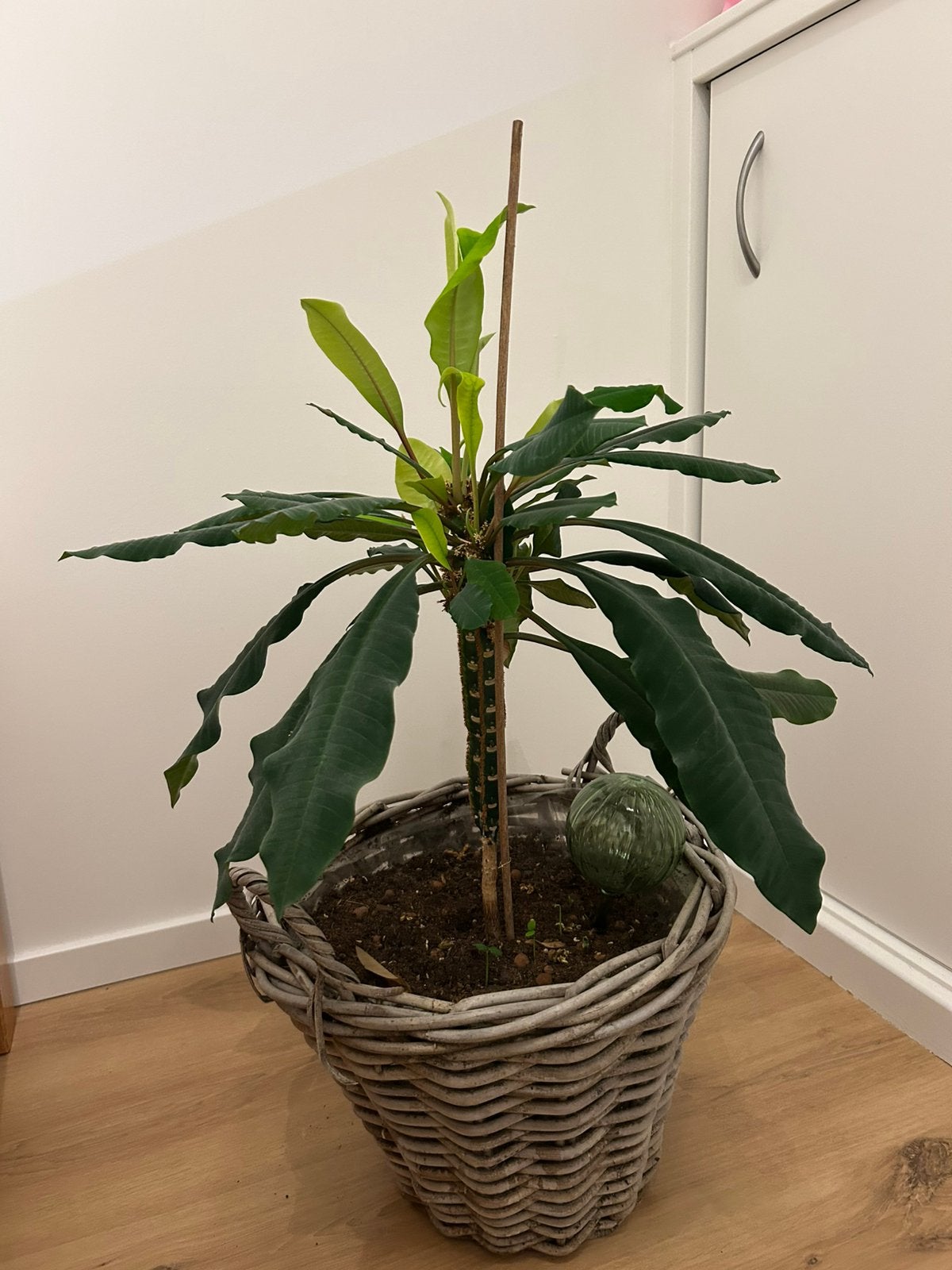 Madagaskar Jewel plant + zaden, Huis en Inrichting, Kamerplanten, Ophalen, Halfschaduw, Minder dan 100 cm