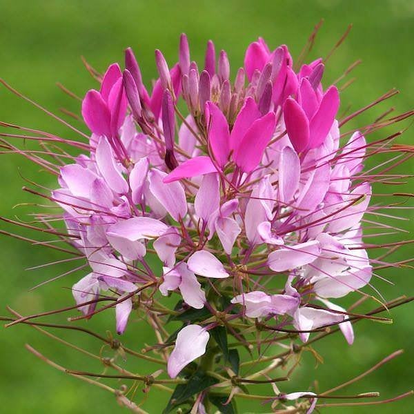 Zaden Cleome hassleriana Rose Queen, Ophalen of Verzenden, Volle zon