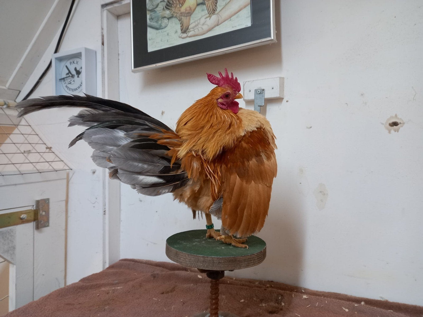 Ayam serama broedeieren tt kwaliteit   20 stuks, Geslacht onbekend, Kip