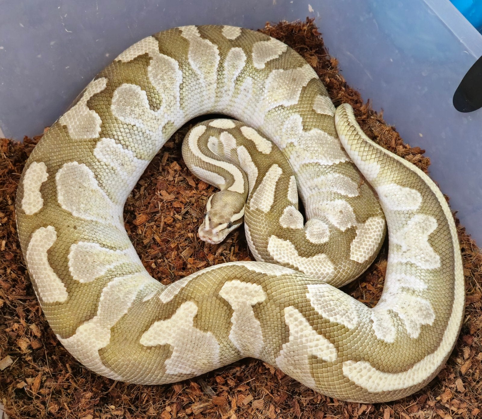 0.1 Butter Fire het. Desert Ghost Ball Python - female for sale from Elise