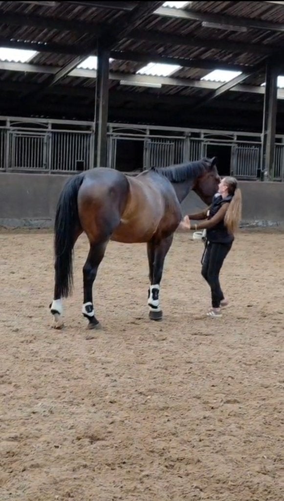Irish Sport Horses Te koop!, Dieren en Toebehoren, Paarden, Met stamboom, Ruin, Niet van toepassing, 7 tot 10 jaar
