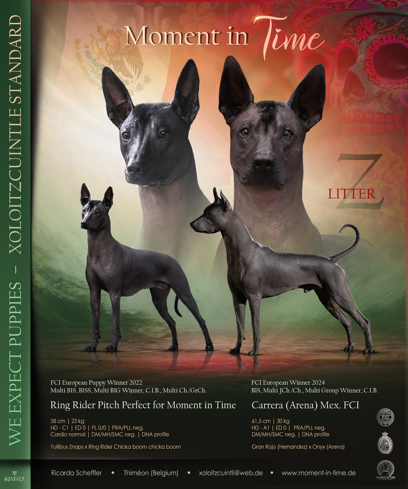 Xoloitzcuintle Xolo pups puppies met FCI pedigree, België, Fokker | Hobbymatig, Overige rassen, 8 tot 15 weken