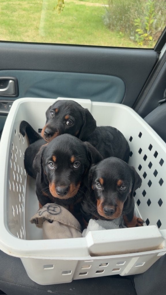 Rottweiler x teckel pups, Dieren en Toebehoren, Honden | Niet-rashonden, Parvo, België, Particulier, 8 tot 15 weken