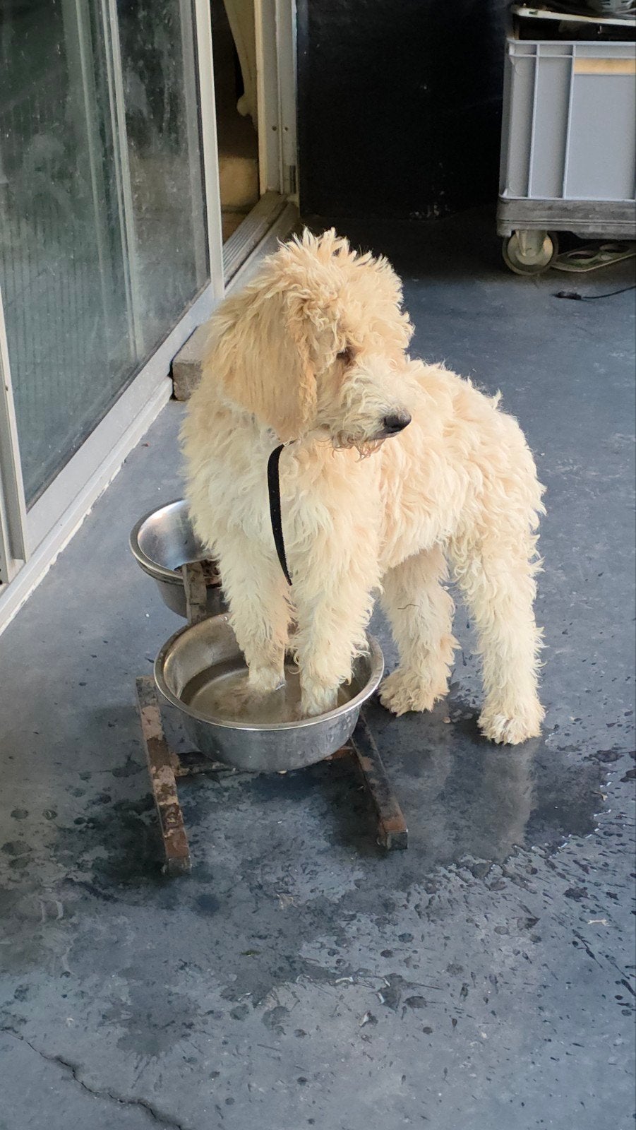LABRADOODLE  PUPS-geënt-gechipt-gezondheidsverklaring, Dieren en Toebehoren, Honden | Niet-rashonden, 8 tot 15 weken, Parvo, Meerdere