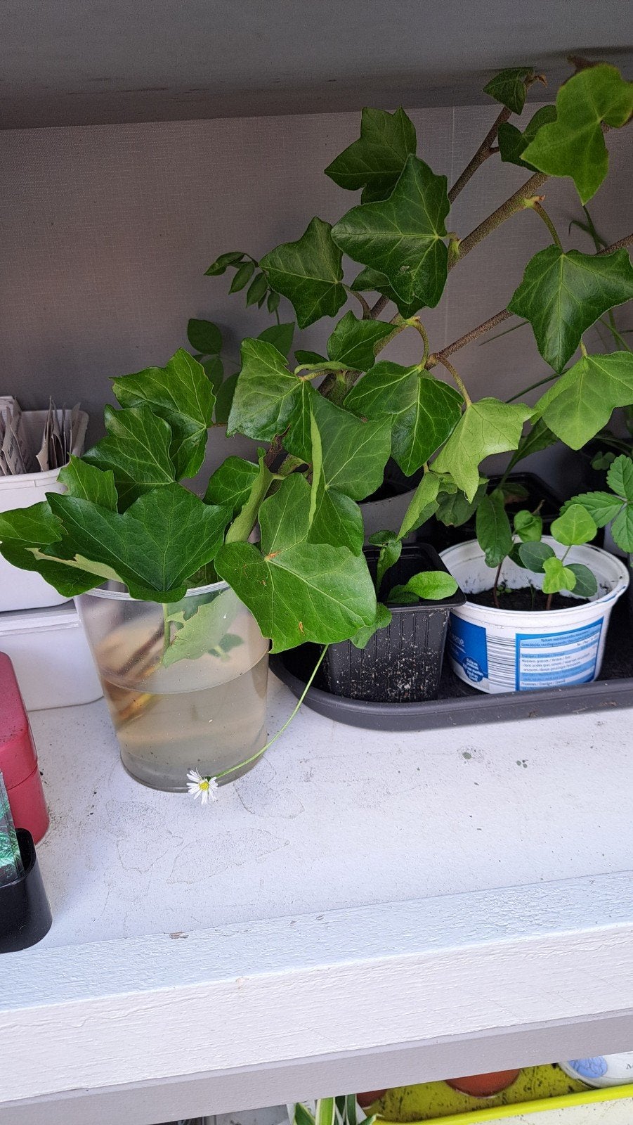 Hedera, Ophalen, Overige soorten, Volle zon