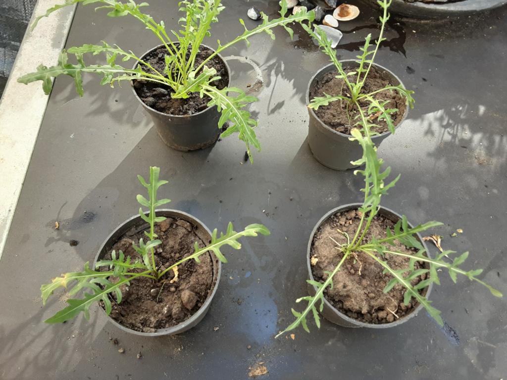Verse rucola plantjes uit eigen moestuin, Ophalen, Volle zon, Zomer, Groenteplanten