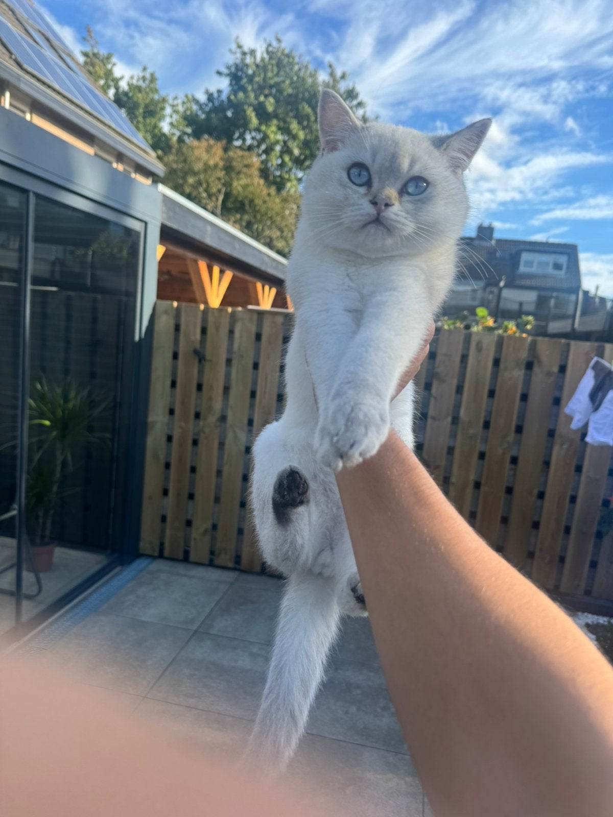 Britse Korthaar kittens, Dieren en Toebehoren, Meerdere dieren, Gechipt, 0 tot 2 jaar