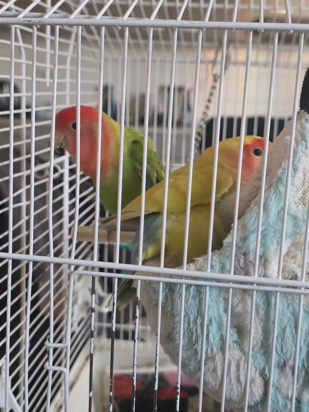Selling two birds, Dieren en Toebehoren, Vogels | Overige Vogels, Mannelijk