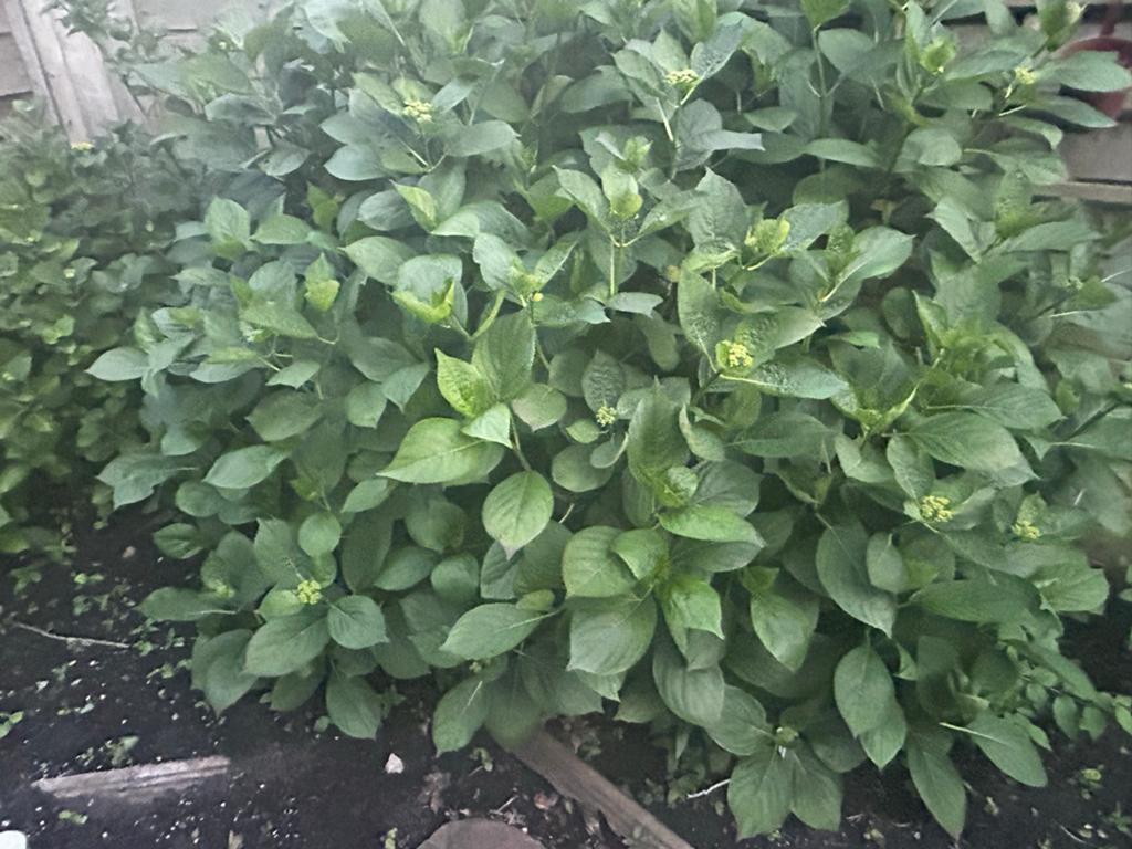 Tuinplanten: hortensia’s, Chinese kamperfoelie & buxushaag, Vaste plant, Halfschaduw, Zomer, Ophalen