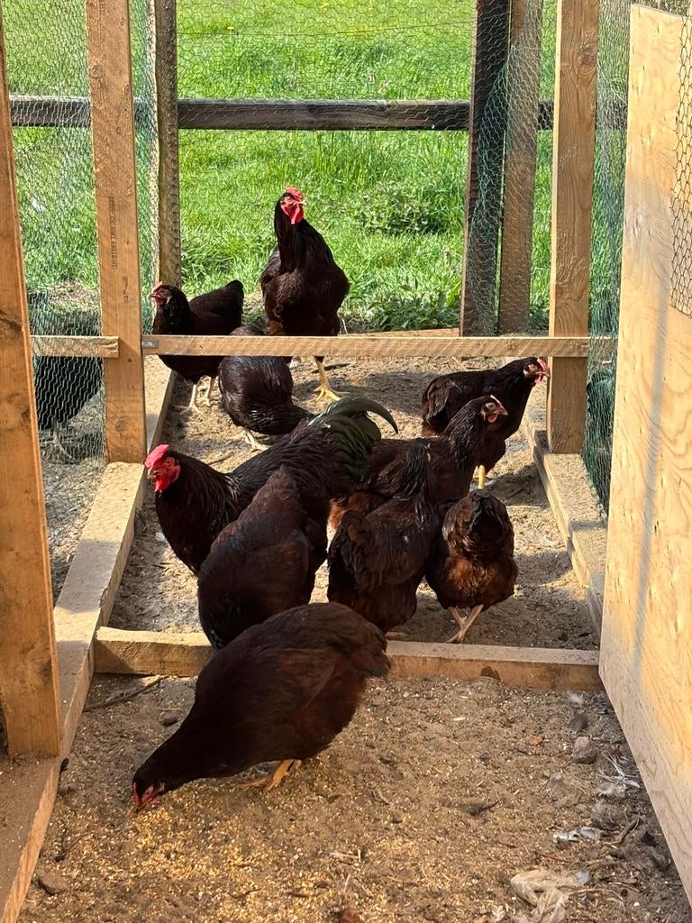 Hele mooie red island kippen te koop, Dieren en Toebehoren, Pluimvee, Vrouwelijk, Kip