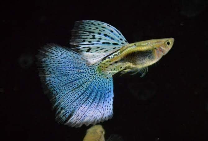 Blue Grass guppies gezocht, Dieren en Toebehoren, Vissen | Aquariumvissen, Vis, Zoetwatervis